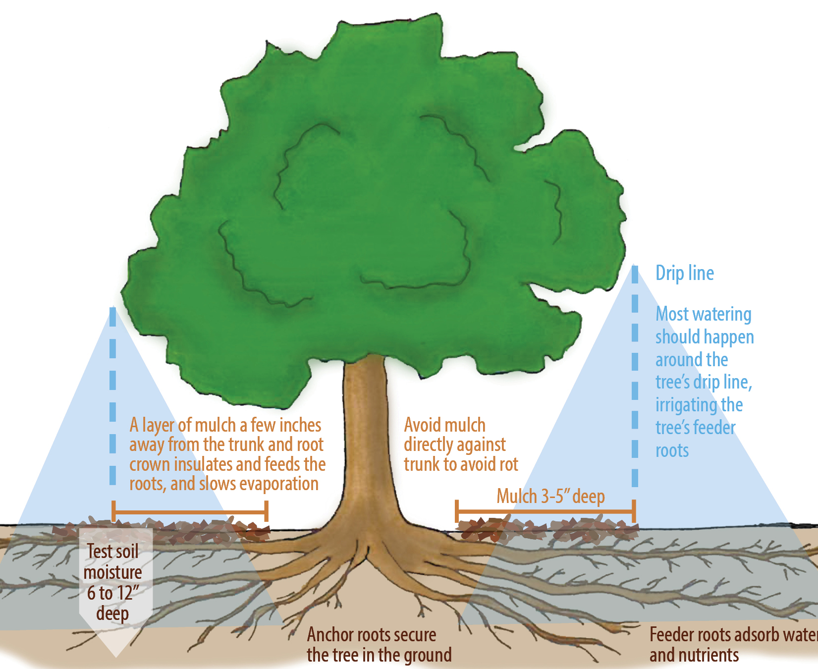 deep-root-watering-for-trees-horizon-landscape-irrigation
